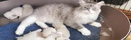 Siberian cats for sale: Retired Neva Siberian Queen  - Advert 6
