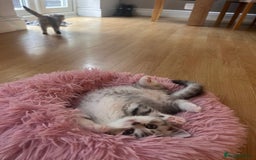 Scottish Fold cats for sale: Scottish fold and straights - Image 20