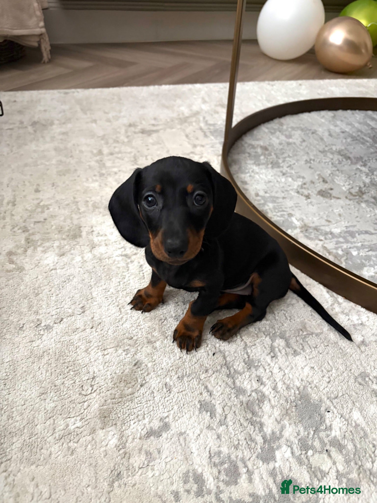 Miniature Dachshund dogs female dashound  - Advert 1