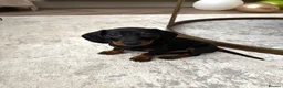 Miniature Dachshund dogs for sale: female mini dachshund  - Advert 1