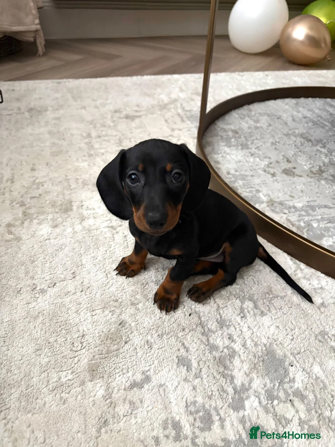 Miniature Dachshund dogs for sale: female mini dachshund  - Advert 1