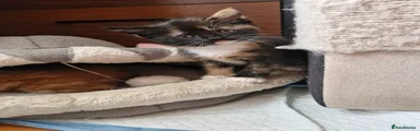 Mixed Breed 2