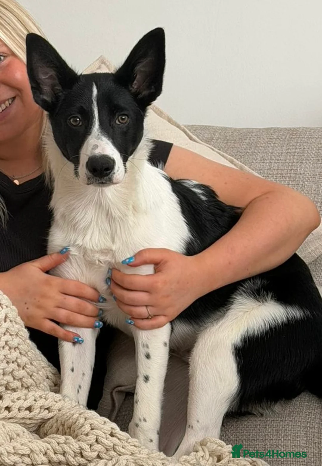 Mixed Breed dogs for sale: Mabon🐶  in Llanelli - Advert 4