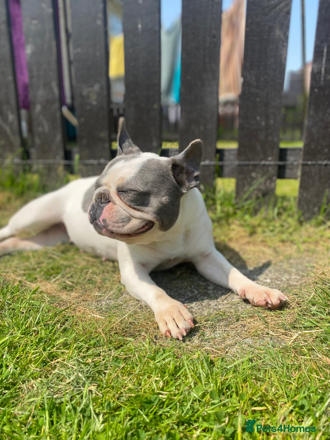 French Bulldog dogs for sale: Two French bulldogs £500 for both  - Image 6