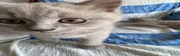 British Shorthair cats for sale: 💜 Lilac BSH Boys – Ready for Their Forever Homes in Dartford - Advert 29