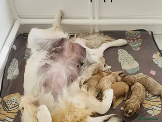 Mixed Breed dogs Beautiful Goldendoodle puppies 🥰🥰🥰 - Advert 1