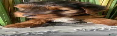 Yorkshire Terrier 1