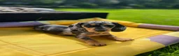 Miniature Dachshund dogs for sale: Adorable Puppies in Bradford - Advert 15