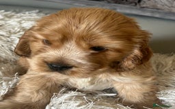 Cocker Spaniel dogs for sale: Show type cocker  spaniel “ Villaspaniol  ” kC reg - Image 5