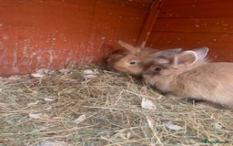 Mini Lion Lop rabbits for sale: Lovely litter of mini lion lop rabbits for sale  - Image 9