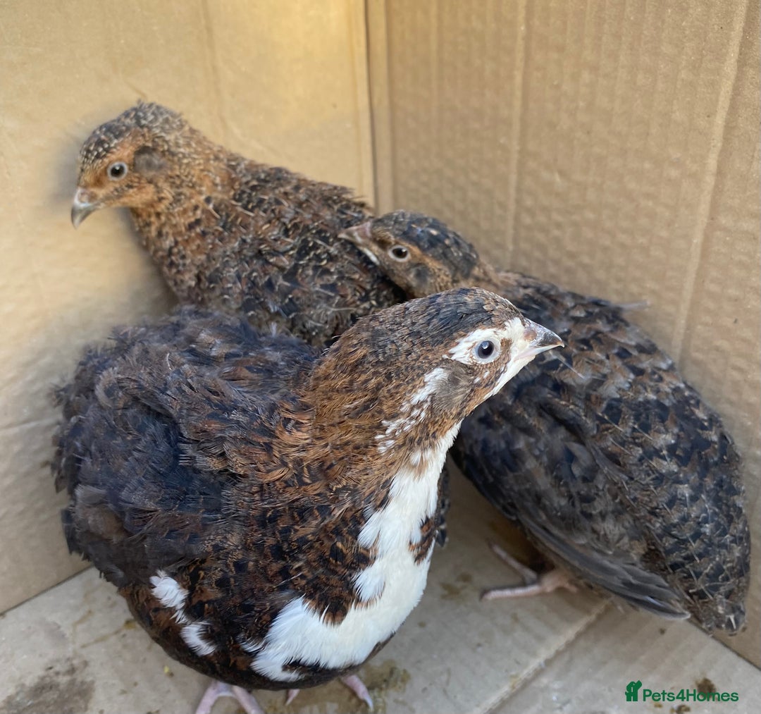 Quail poultry for sale: Jumbo Japanese, Italian, White and Rosetta quails - Advert 5