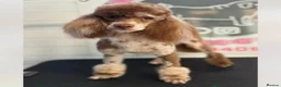 Cockapoo dogs for sale: Beautiful cockapoo puppies  - Advert 14