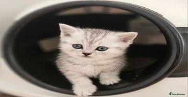 British Shorthair cats - Advert 16