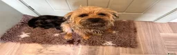 Border Terrier dogs for sale: Border Terrier Puppies for Sale - Advert 4
