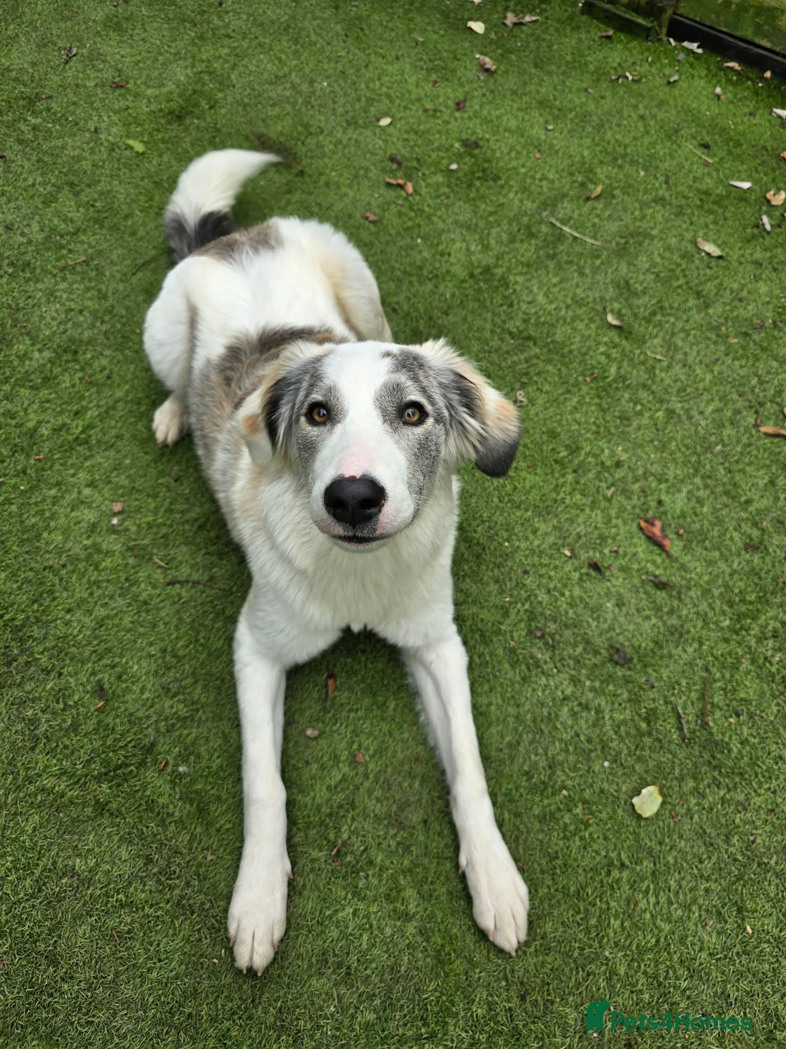 Mixed Breed dogs Riga needs a home  - Advert 6