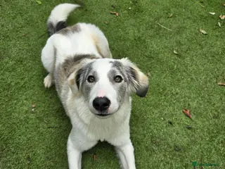 Mixed Breed dogs Riga needs a home - Advert 6