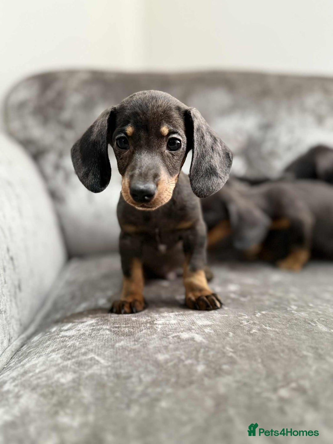 Dachshund dogs for sale: Miniature Dachshunds - Advert 5