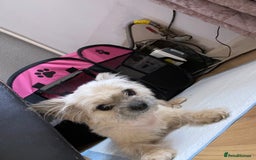 Chorkie dogs for sale: 2 stunning little chorkies - Image 3