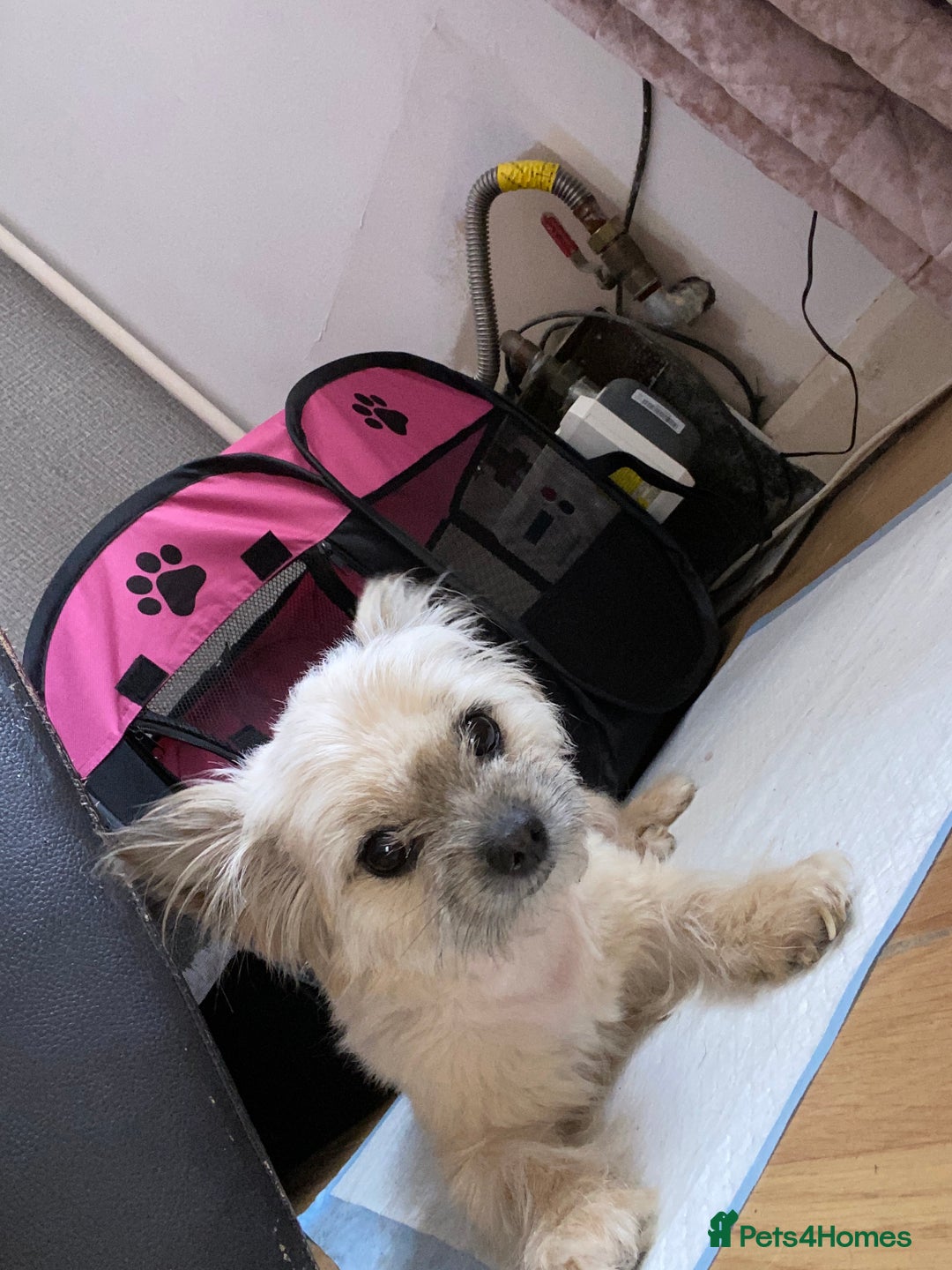Chorkie dogs for sale: 2 stunning little chorkies - Image 3