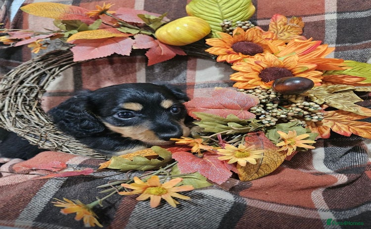 Miniature Dachshund dogs - Advert 3