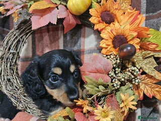 Miniature Dachshund dogs - Advert 2