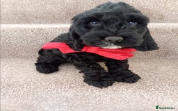 Cockapoo dogs for sale: Pra clear miniture cockapoo puppies  - Image 1