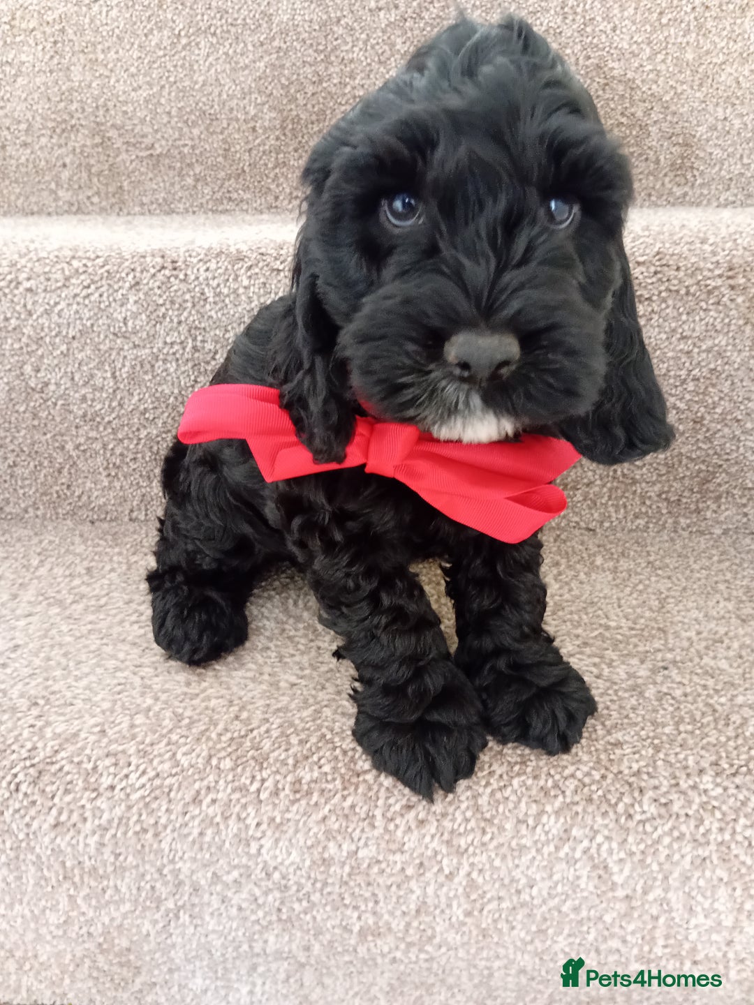 Cockapoo dogs for sale: Pra clear miniture cockapoo puppies  - Image 1