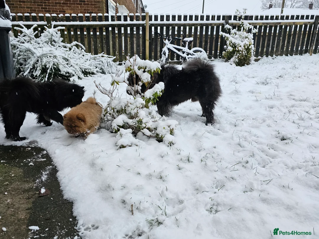 Chow Chow dogs for sale: Chow chow pups kc reg champ lines - Advert 6