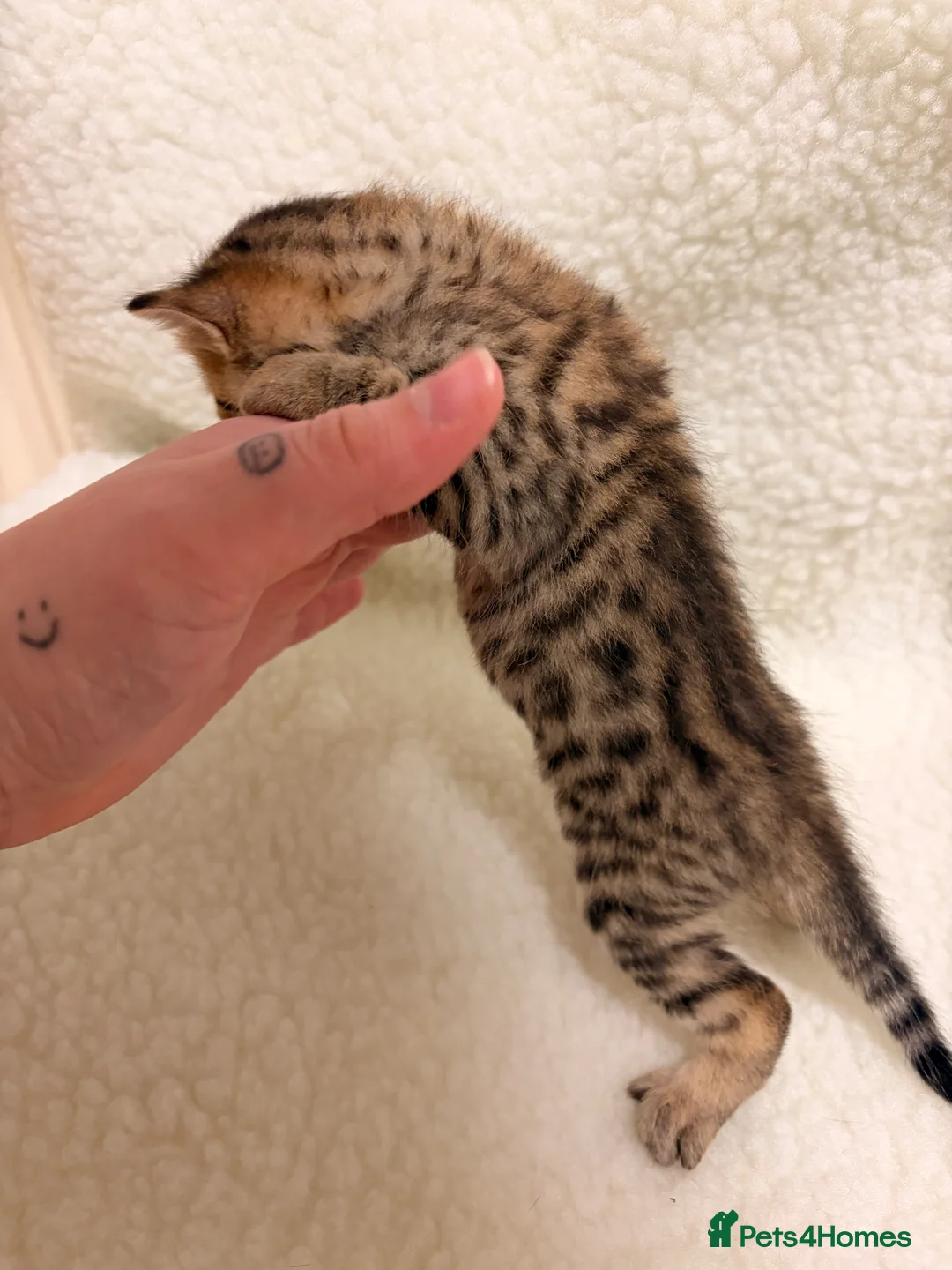 Bengal cats for sale: Bengal kittens - Advert 4