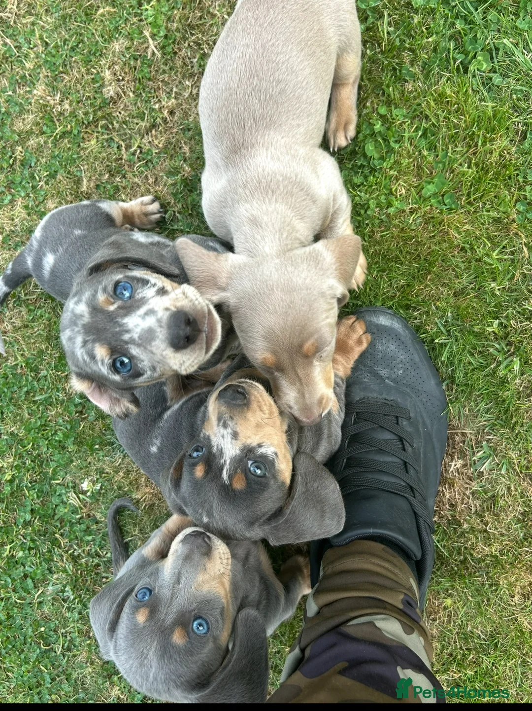 Miniature Dachshund dogs for stud: For stud - Advert 20