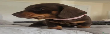 Miniature Dachshund Puppy 3