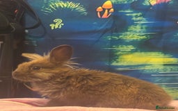 Lionhead rabbits for sale: Female lionhead  - Image 3