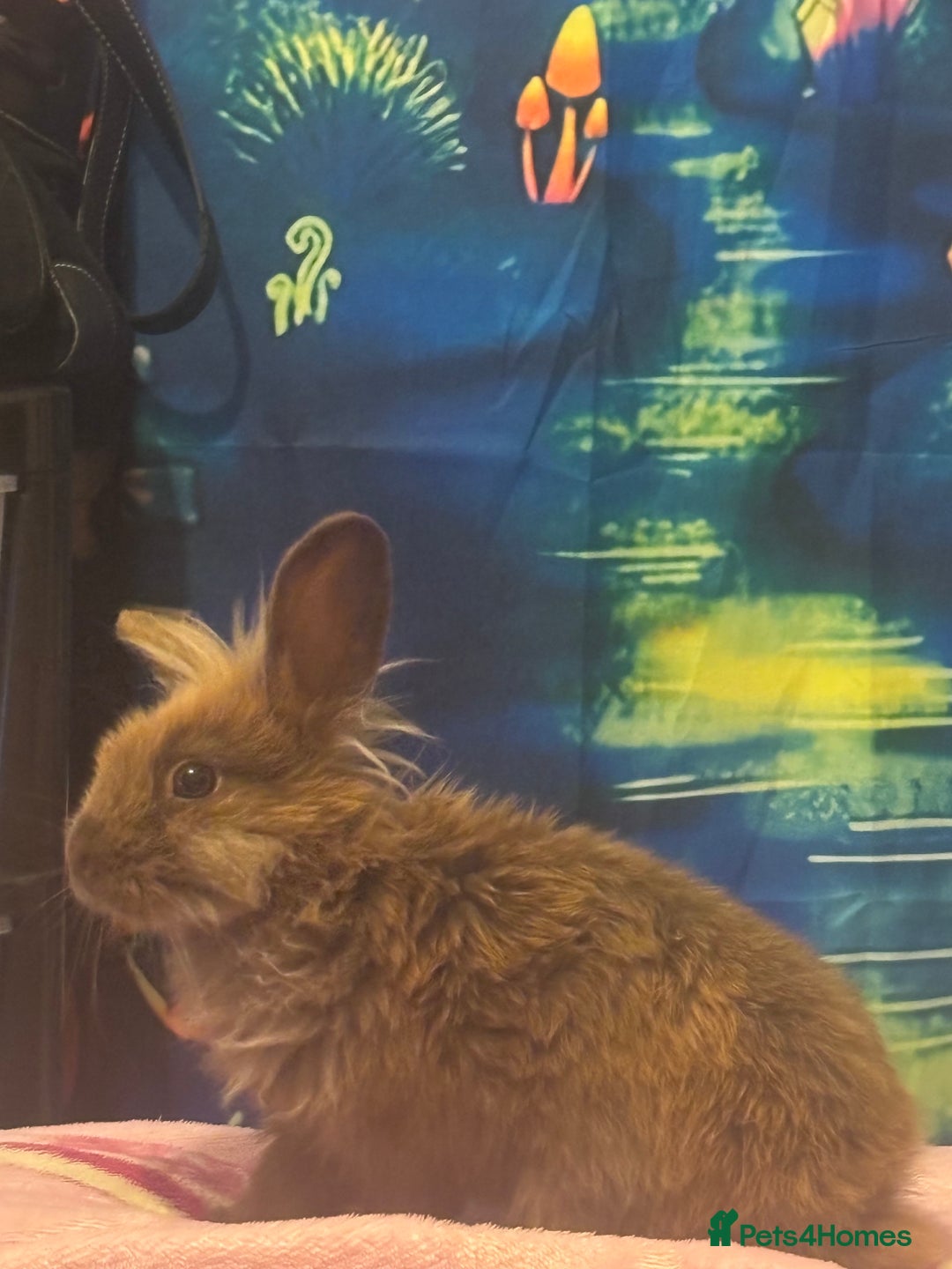 Lionhead rabbits for sale: Female lionhead  - Image 3
