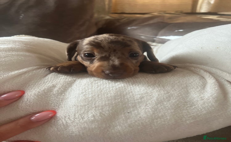 Miniature Dachshund dogs in Sheerness - Advert 1