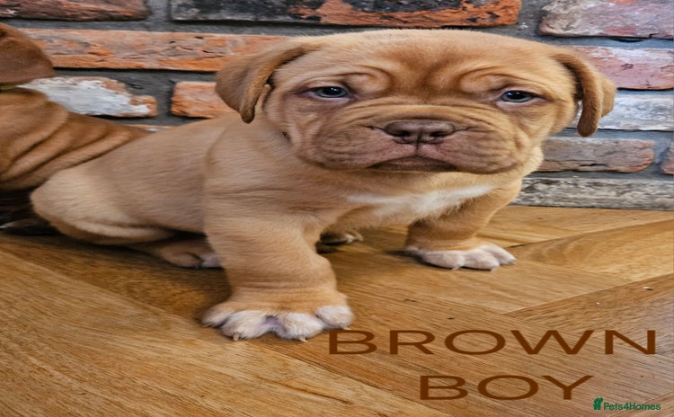 Dogue De Bordeaux dogs - Advert 1