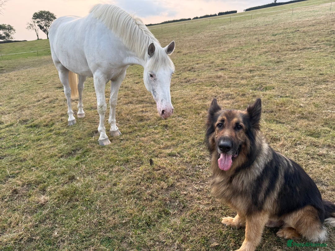 German Shepherd dogs for sale: Rehoming - Image 1