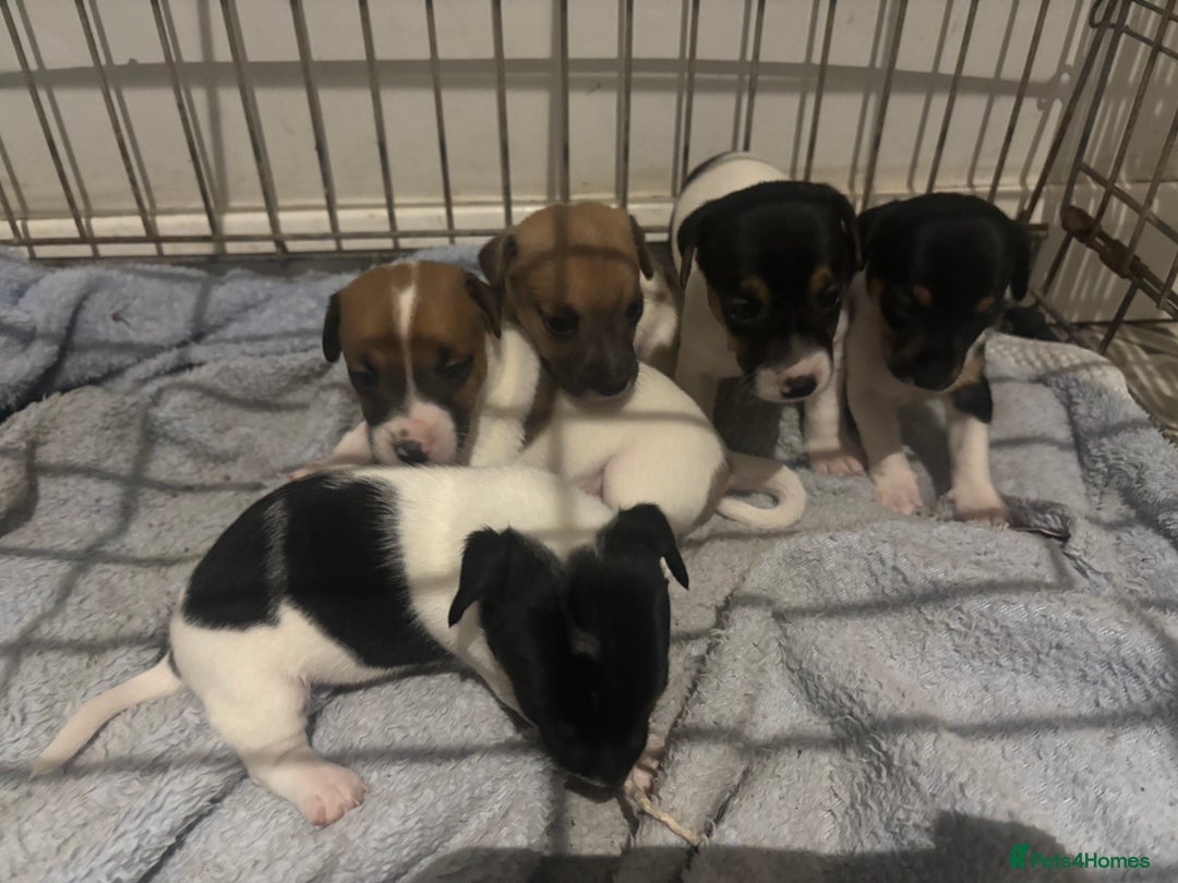 Jack Russell dogs for sale: Jack Russell Puppies For Sale - Advert 7