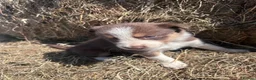 Mixed Breed dogs for sale: Beautiful tri coloured chocolate collie puppies - Advert 9