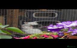 Maine Coon cats for sale: Pedigree XL Mainecoon kittens - Image 19