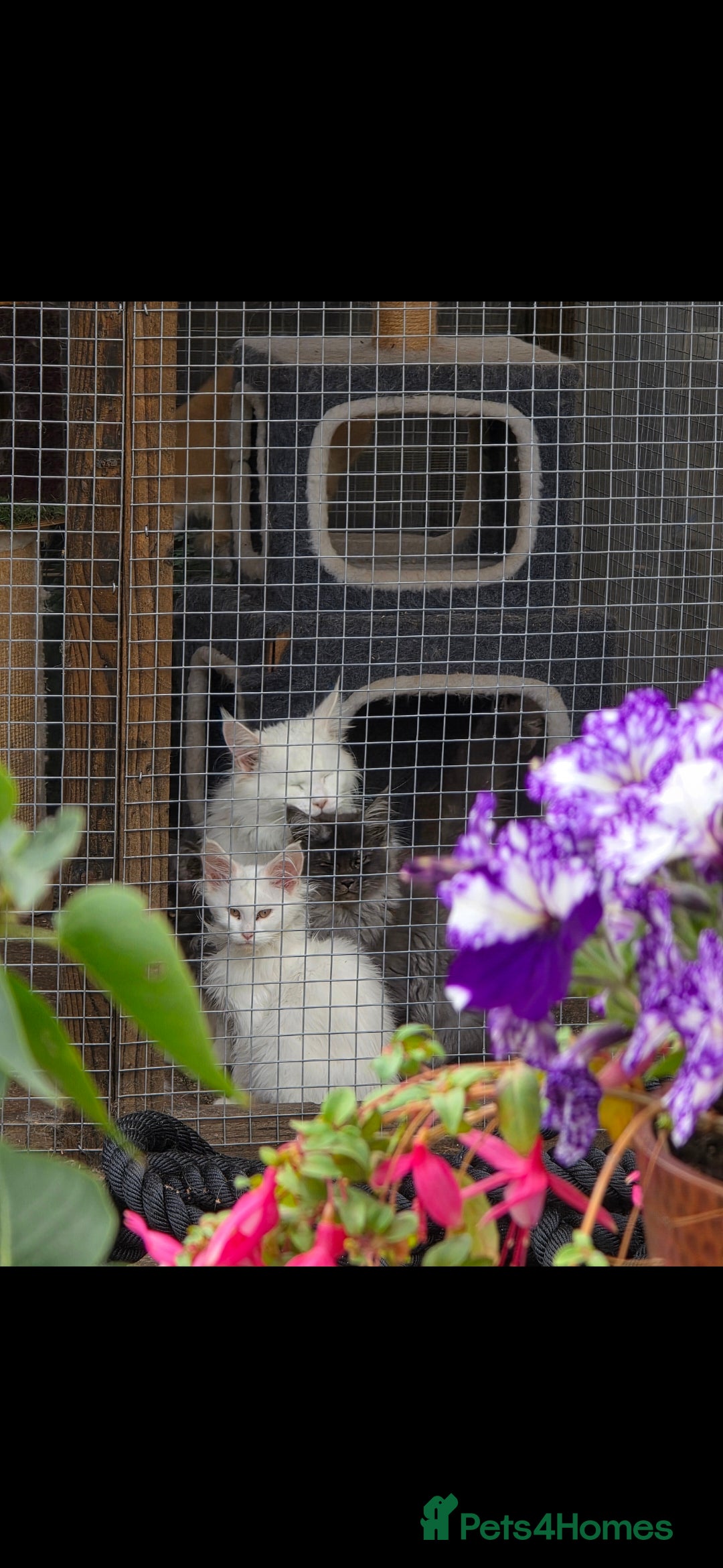 Maine Coon cats for sale: Pedigree XL Mainecoon kittens - Image 19