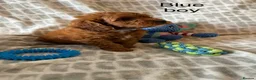 Cockapoo dogs for sale: Working cocker spaniel  - Advert 22