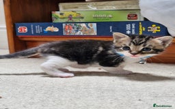 British Shorthair cats for sale: Mixed breed shorthair kittens. 1 m 1 f available - Image 2