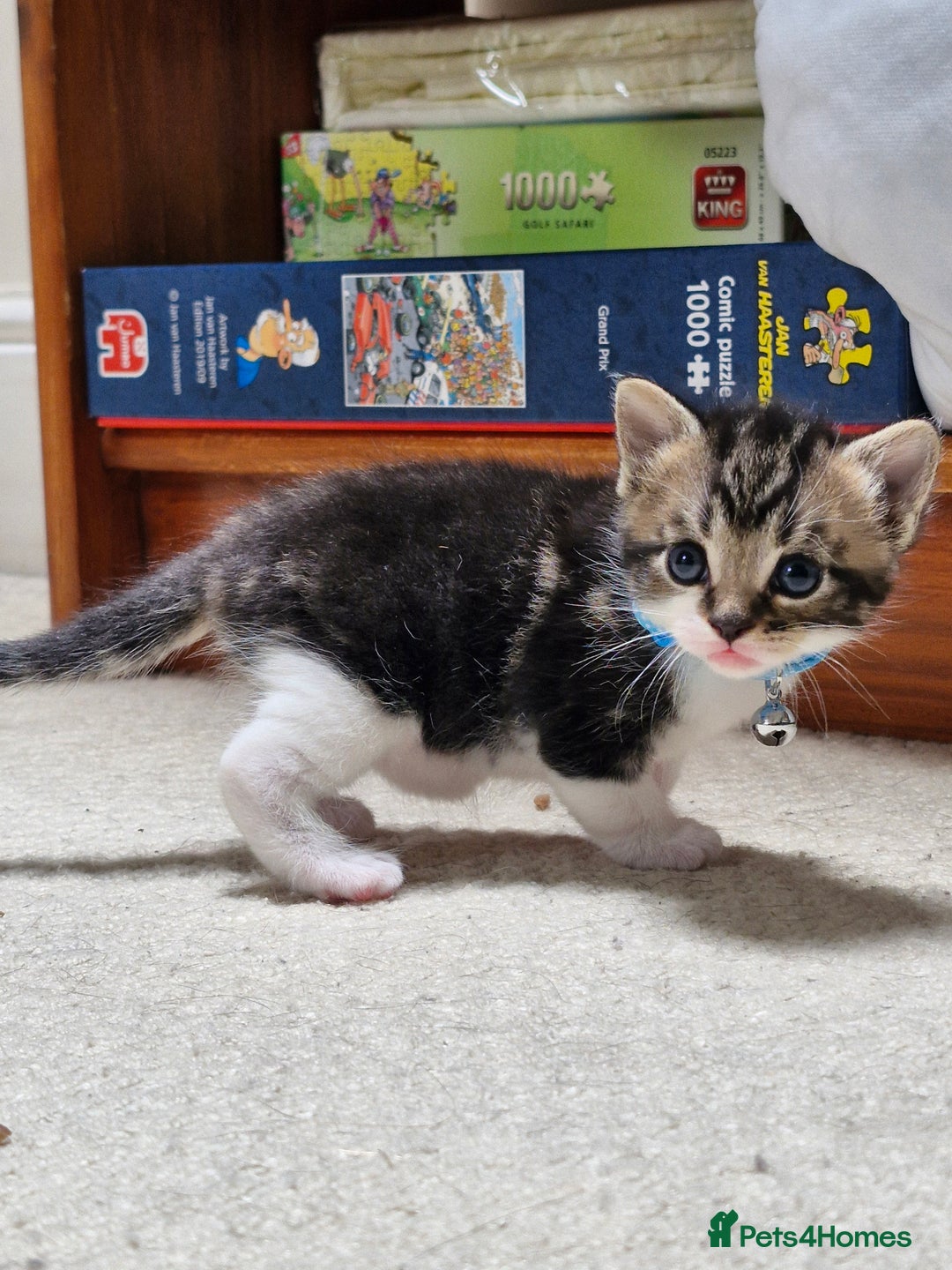 British Shorthair cats for sale: Mixed breed shorthair kittens. 1 m 1 f available - Image 2