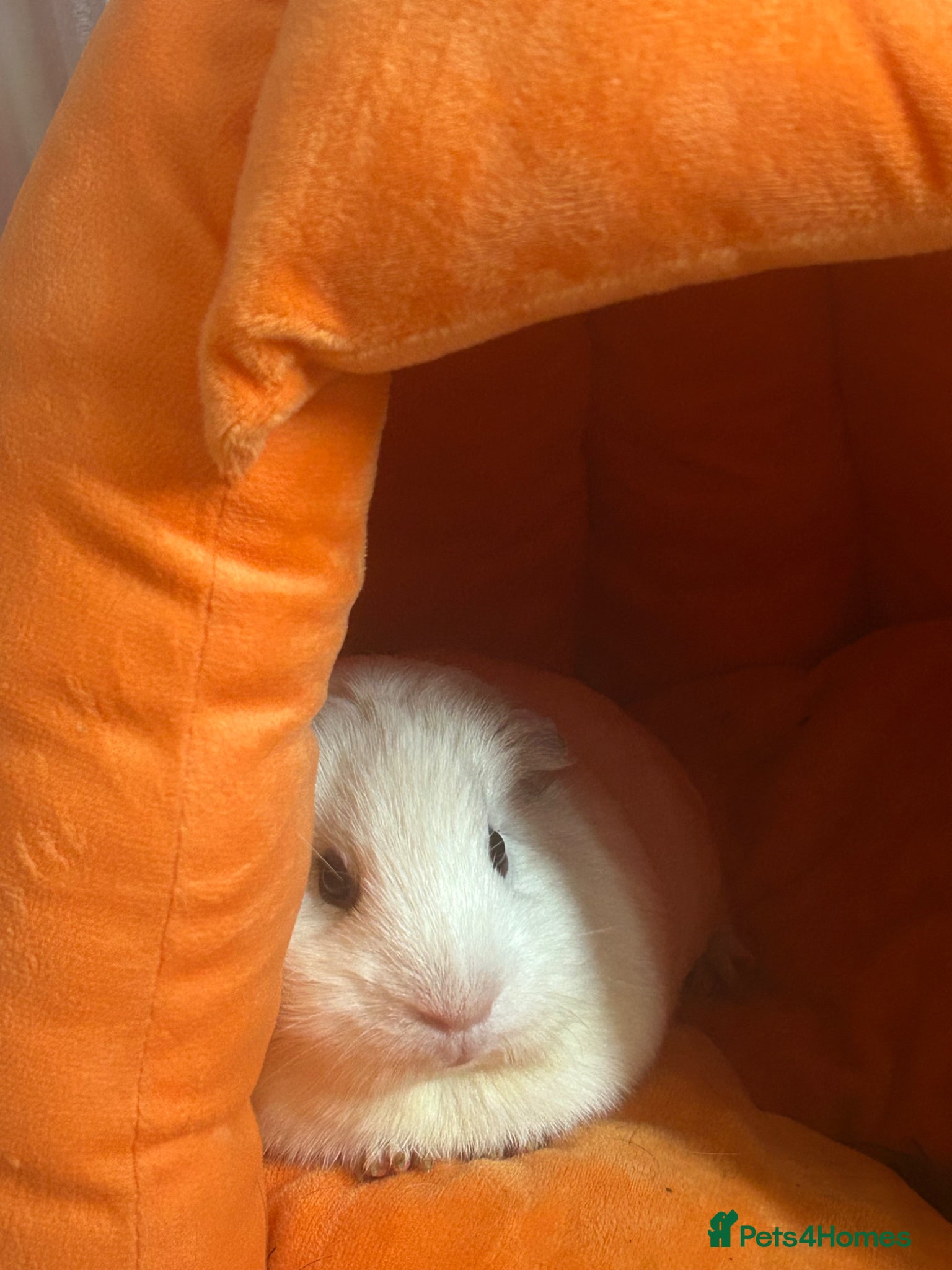 Guinea Pig rodents guinea pigs with c&c cage - Advert 16