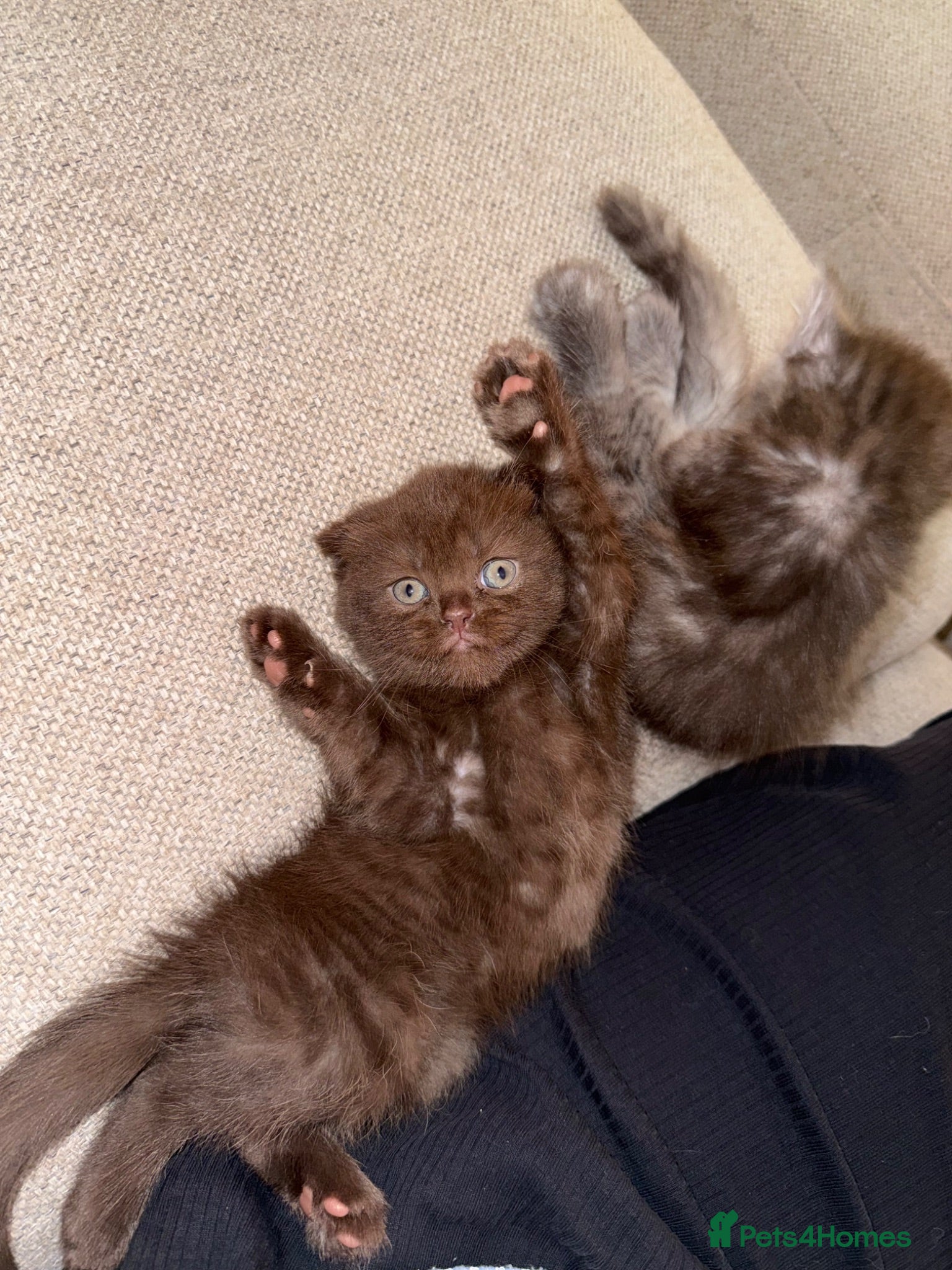 Mixed Breed cats Scottish Fold × British Shorthair Kittens - Advert 15