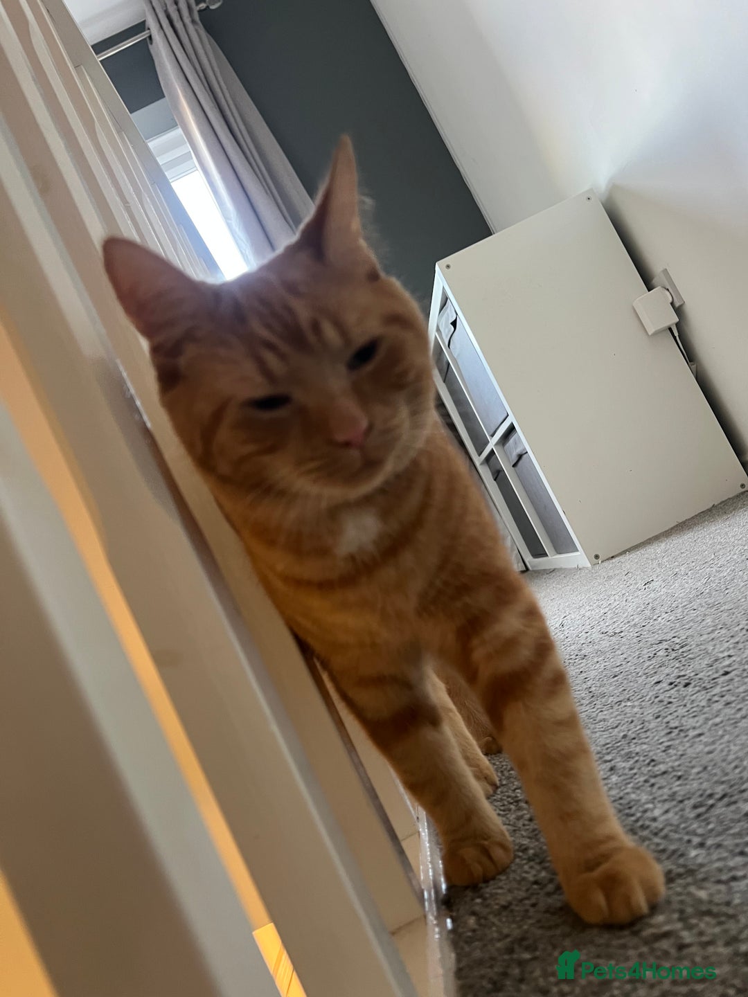 Mixed Breed cats for sale:  **   - Advert 1