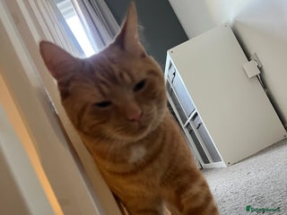 Mixed Breed cats ** - Advert 17