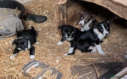 Border Collie dogs for sale: Six border Collie pups  - Image 1