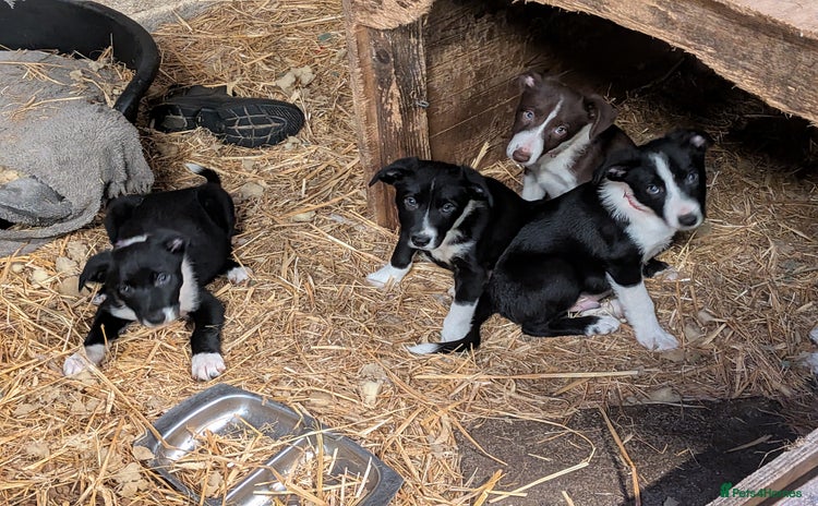 Border Collie dogs - Advert 1