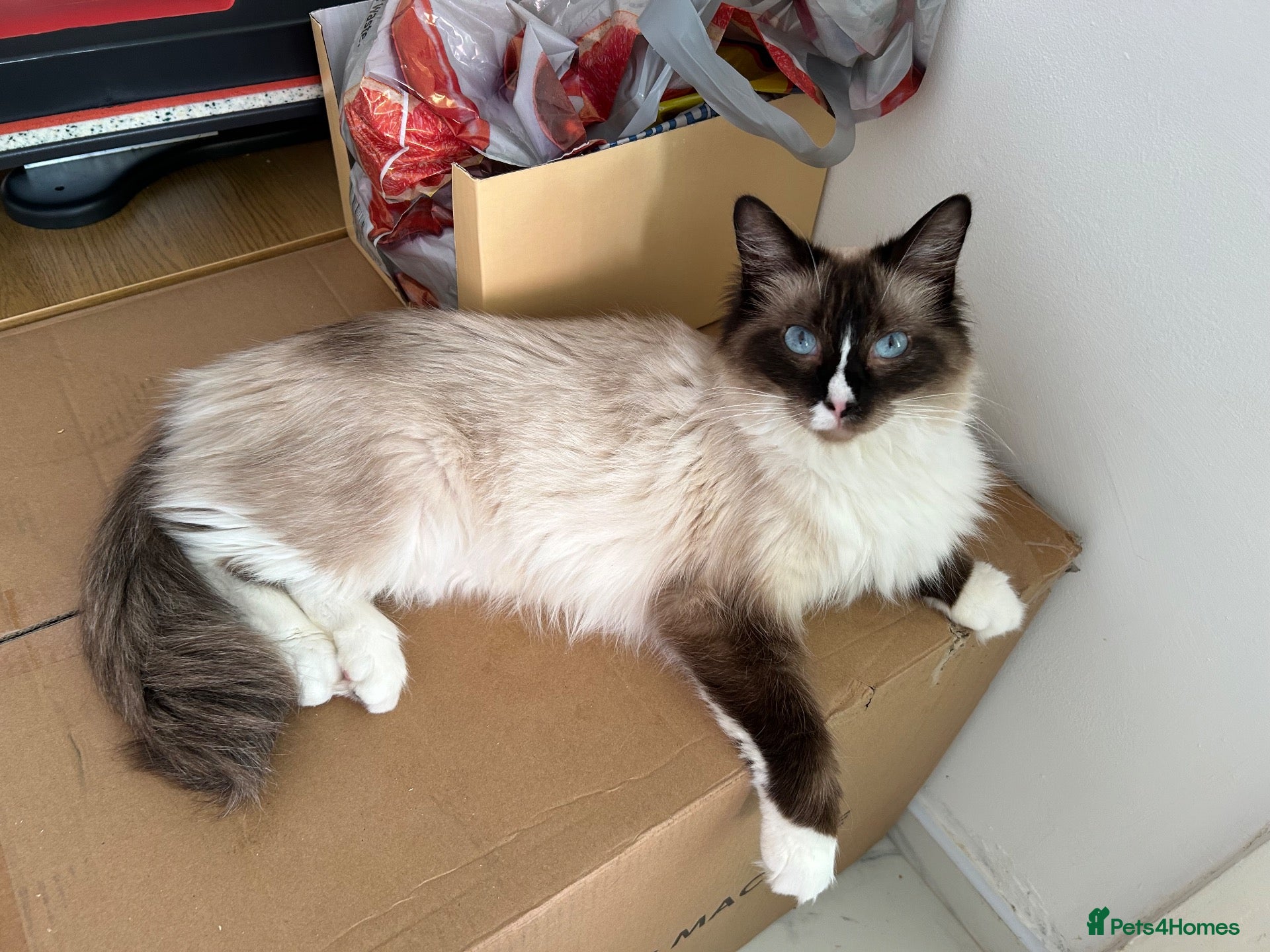 Ragdoll cats for sale: Beautiful Ragdoll Cats Looking for Loving Homes 🐾 - Advert 2